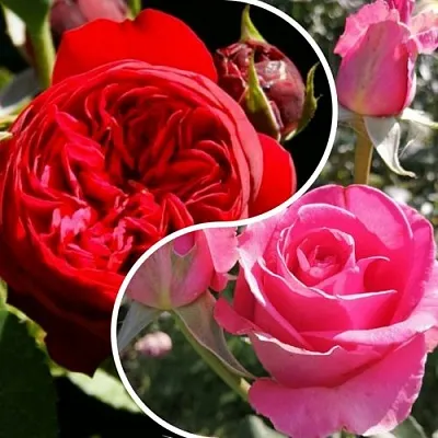 Комплект РОМАНТИЧЕСКИЙ БУКЕТ в Пскове