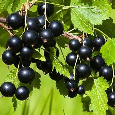 Смородина чёрная БЕЛОРУССКАЯ СЛАДКАЯ в Пскове