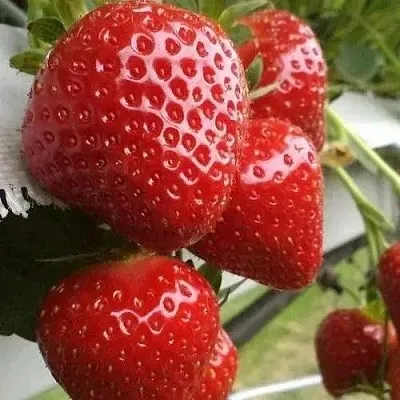 Клубника АРГЕНТЕРА  Клубника АРГЕНТЕРА в Пскове