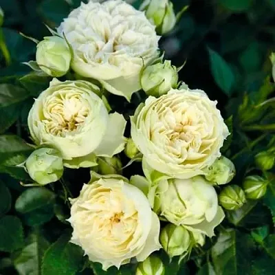 Саженцы роз БЛАНШЕТТ спрей  Саженцы роз БЛАНШЕТТ спрей в Пскове