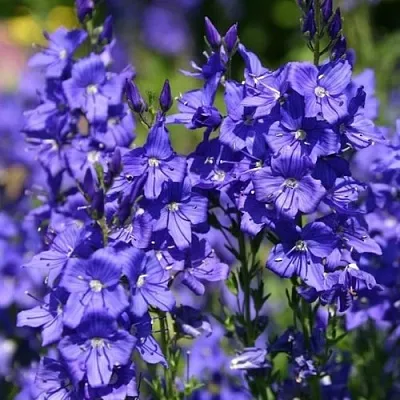 Вероника австрийская  Вероника австрийская в Пскове