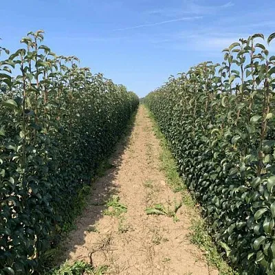 Саженцы почтой и ТК Саженцы почтой и ТК в Пскове