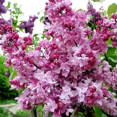 Сирень ОЛИМПИАДА КОЛЕСНИКОВА  Сирень ОЛИМПИАДА КОЛЕСНИКОВА в Пскове