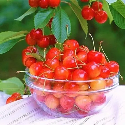 Черешня НАСЛАЖДЕНИЕ  Черешня НАСЛАЖДЕНИЕ в Пскове