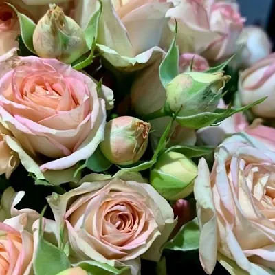 Саженцы роз АЗОРЕ спрей в Пскове