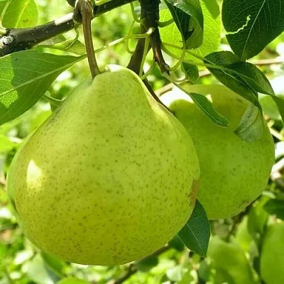 Груша ДАЛИКОР колонновидная в Пскове