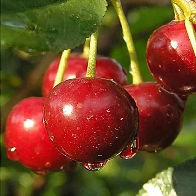 Дюк ПРЕВОСХОДНАЯ ВЕНЬЯМИНОВА в Пскове