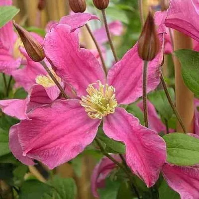 Клематис ИНСПИРЕЙШН ЗОЙН  Клематис ИНСПИРЕЙШН ЗОЙН в Пскове