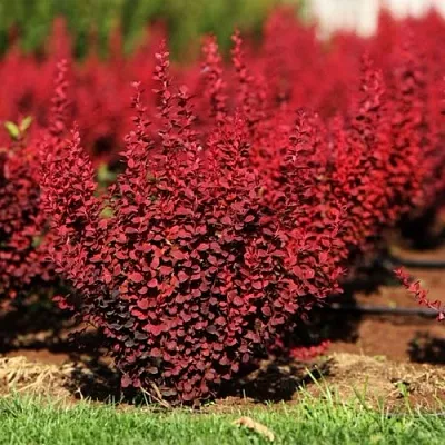 Барбарис ОРАНЖ РОКЕТ тунберга  Барбарис ОРАНЖ РОКЕТ тунберга в Пскове