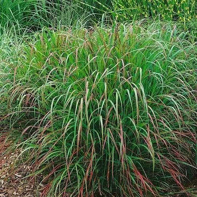 Просо РЕБРАУН прутьевидное в Пскове