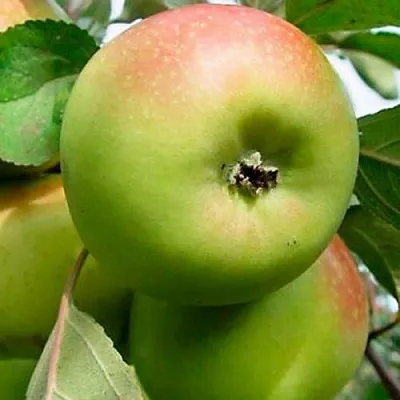 Яблоня БРАТ ЧУДНОГО стелющаяся в Пскове