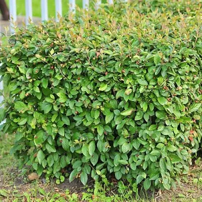 Кизильник блестящий в Пскове