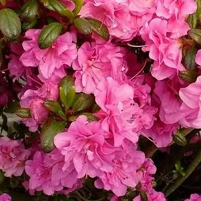 Азалия ПЕТТИКОУТ японская  Азалия ПЕТТИКОУТ японская в Пскове