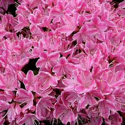 Азалия КЕРМЕСИНА РОУЗ японская  Азалия КЕРМЕСИНА РОУЗ японская в Пскове