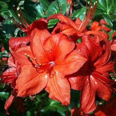 Азалия ДОЛОРОСО листопадная  Азалия ДОЛОРОСО листопадная в Пскове