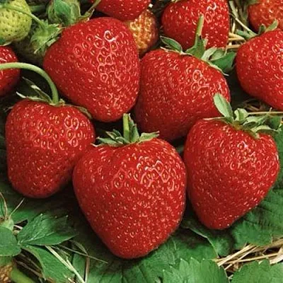 Клубника КОРОНА  Клубника КОРОНА в Пскове