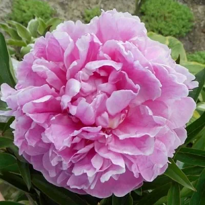 Пион РИМ травянистый  Пион РИМ травянистый в Пскове