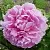 Пион РИМ травянистый в Пскове