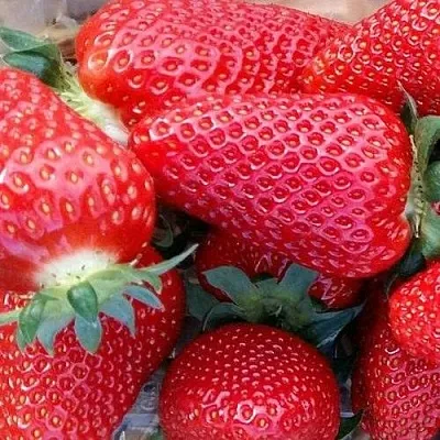 Клубника АМИ  Клубника АМИ в Пскове