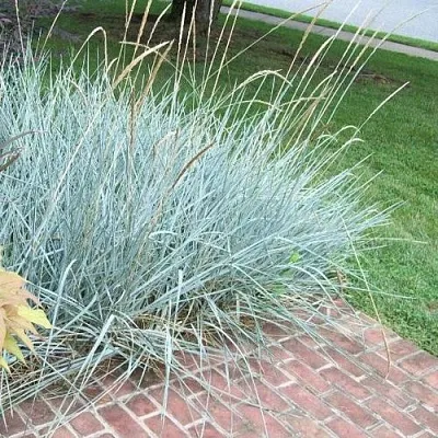 Элимус БЛЮ ДЮН песчаный в Пскове