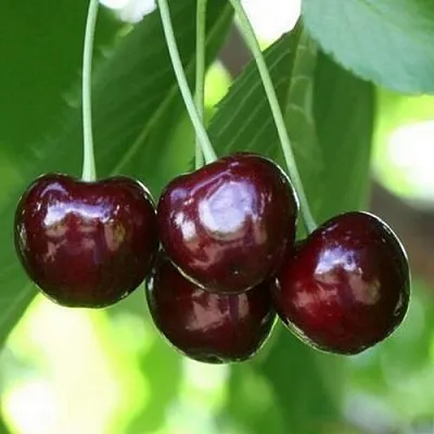 Черешня ЛЕНИНГРАДСКАЯ ЧЁРНАЯ  Черешня ЛЕНИНГРАДСКАЯ ЧЁРНАЯ в Пскове