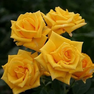 Саженцы роз ШАНИ спрей в Пскове