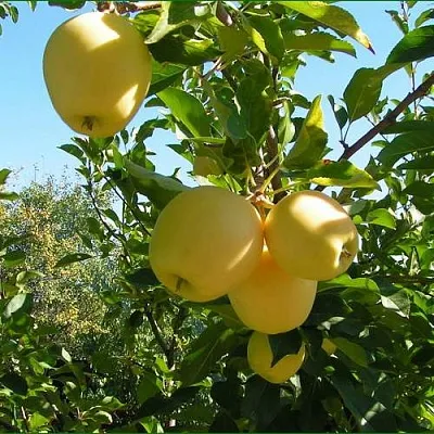 Яблоня ГОЛДЕН МИЛЛЕНИУМ  Яблоня ГОЛДЕН МИЛЛЕНИУМ в Пскове