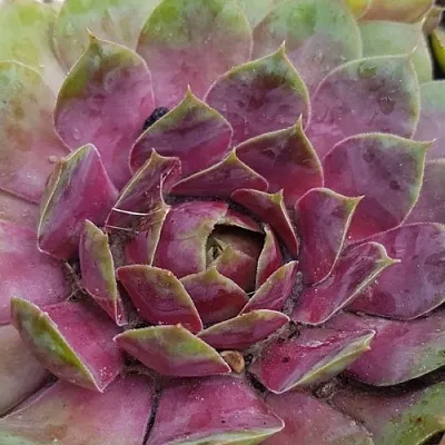 Молодило УФО в Пскове