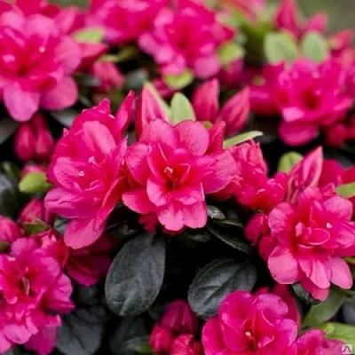 Азалия КАНЗОНЕТТА японская  Азалия КАНЗОНЕТТА японская в Пскове