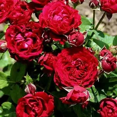 Саженцы роз ТАМАНГО спрей в Пскове