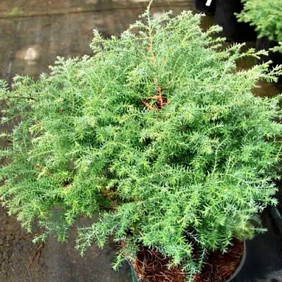 Кипарисовик СКВАРРОЗА горохоплодный  Кипарисовик СКВАРРОЗА горохоплодный в Пскове