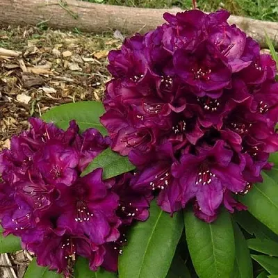 Рододендрон ПОЛАРНАХТ  Рододендрон ПОЛАРНАХТ в Пскове