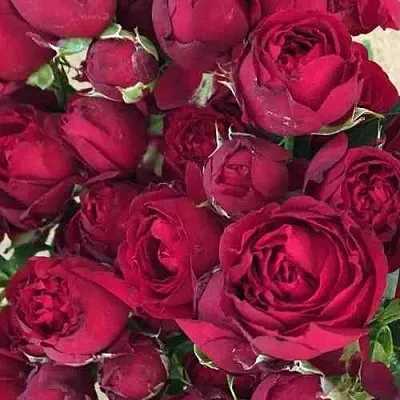 Саженцы роз РЕД БАБЛС спрей в Пскове