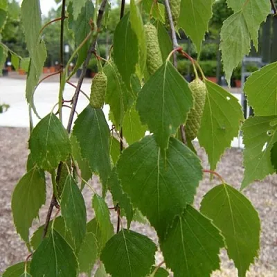 Береза ФАСЦИНЕЙШЕН белая  в Пскове