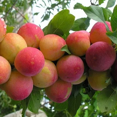 Слива СКОРОПЛОДНАЯ  Слива СКОРОПЛОДНАЯ в Пскове