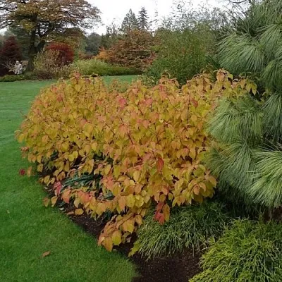 Дерен  АННА ВИНТЕР ОРАНЖ кроваво-красный    Дерен  АННА ВИНТЕР ОРАНЖ кроваво-красный   в Пскове