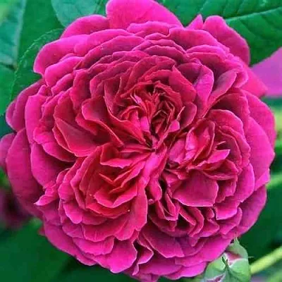 Саженцы роз ВИЛЬЯМ ШЕКСПИР английская  Саженцы роз ВИЛЬЯМ ШЕКСПИР английская в Пскове