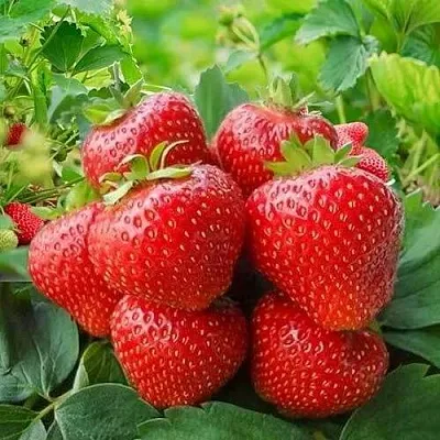 Клубника КИМБЕРЛИ  Клубника КИМБЕРЛИ в Пскове