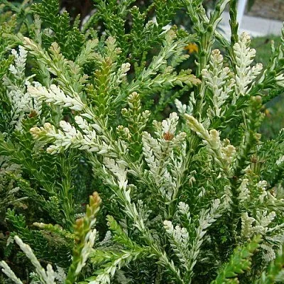 Туевик ВАРИЕГАТА долотовидный   Туевик ВАРИЕГАТА долотовидный  в Пскове