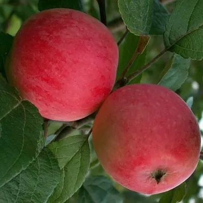 Яблоня СУЙСЛЕПСКОЕ (МАЛИНОВКА)  Яблоня СУЙСЛЕПСКОЕ (МАЛИНОВКА) в Пскове