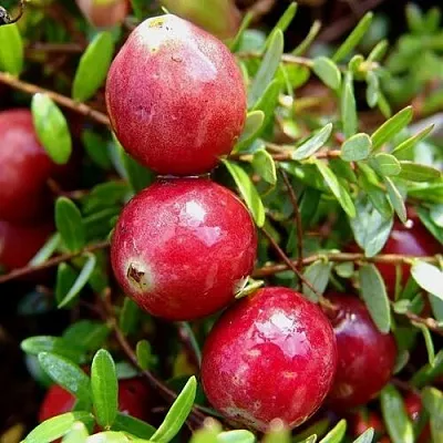 Клюква СТИВЕНС в Пскове