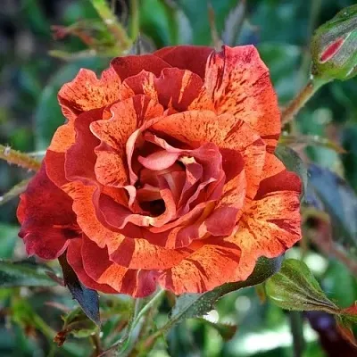 Саженцы роз САММЕР ЛОДЖ шраб в Пскове