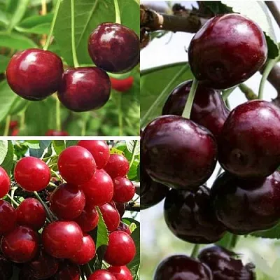 Комплект ВИШНЕВЫЙ САД в Пскове