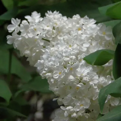 Сирень РУССКИЙ СЕВЕР в Пскове