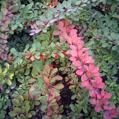 Барбарис ГРИН КАРПЕТ тунберга  Барбарис ГРИН КАРПЕТ тунберга в Пскове