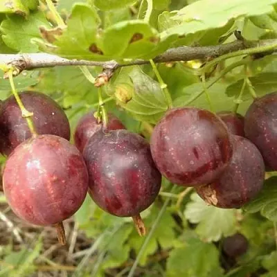 Крыжовник СМЕНА в Пскове