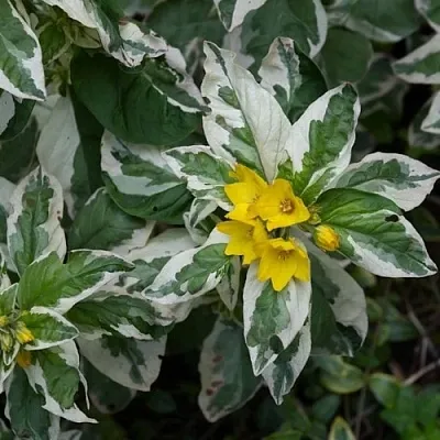 Вербейник АЛЕКСАНДР точечный  Вербейник АЛЕКСАНДР точечный в Пскове
