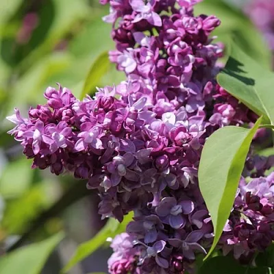 Сирень ИЗОБИЛИЕ в Пскове