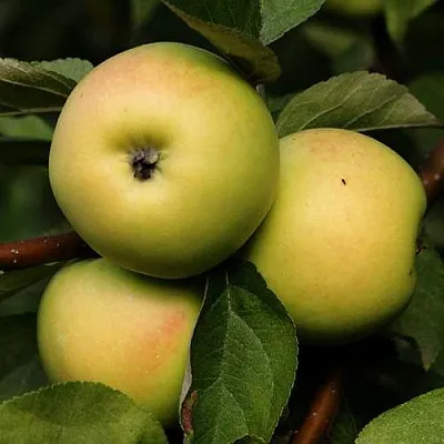 Яблоня ДАНИЛА  Яблоня ДАНИЛА в Пскове