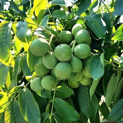 Грецкий орех  ИЗЯЩНЫЙ  Грецкий орех  ИЗЯЩНЫЙ в Пскове